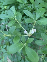 Rhododendron arborescens