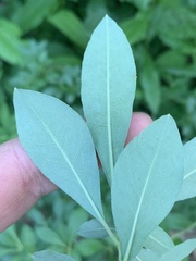 Rhododendron arborescens