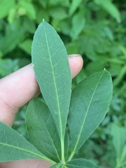Rhododendron arborescens