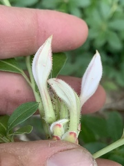 Rhododendron arborescens