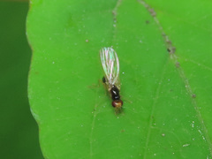 Chamaepsila strigata