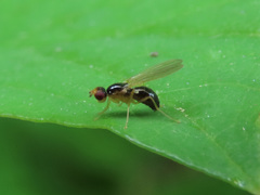 Chamaepsila strigata