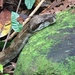 Clouded Boa Constrictor - Photo (c) Drew Villeneuve, some rights reserved (CC BY), uploaded by Drew Villeneuve