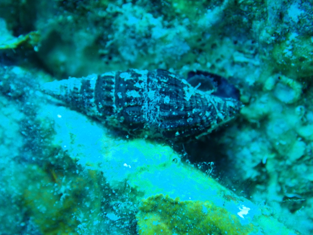 Clathrodrillia solida