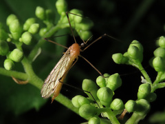 Limonia phragmitidis