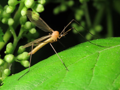Limonia phragmitidis