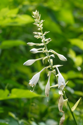 Hosta sieboldiana