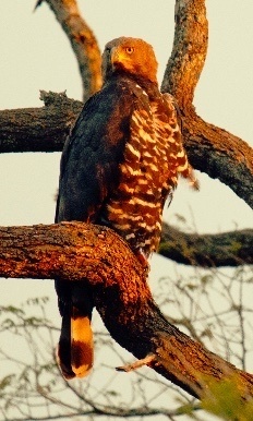 Crowned Eagle