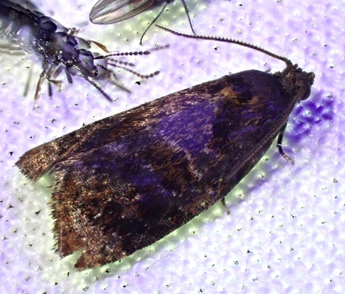 Red-barred Tortrix, Belmonte Arboretum, Wageningen, Gelderland, NL, photo 4 of 10