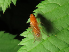 Psila fimetaria