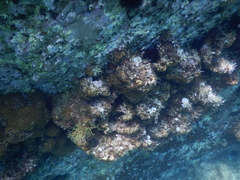 Cladocora caespitosa