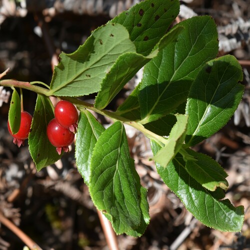 Image of Vaccinium calycinum by no rights reserved