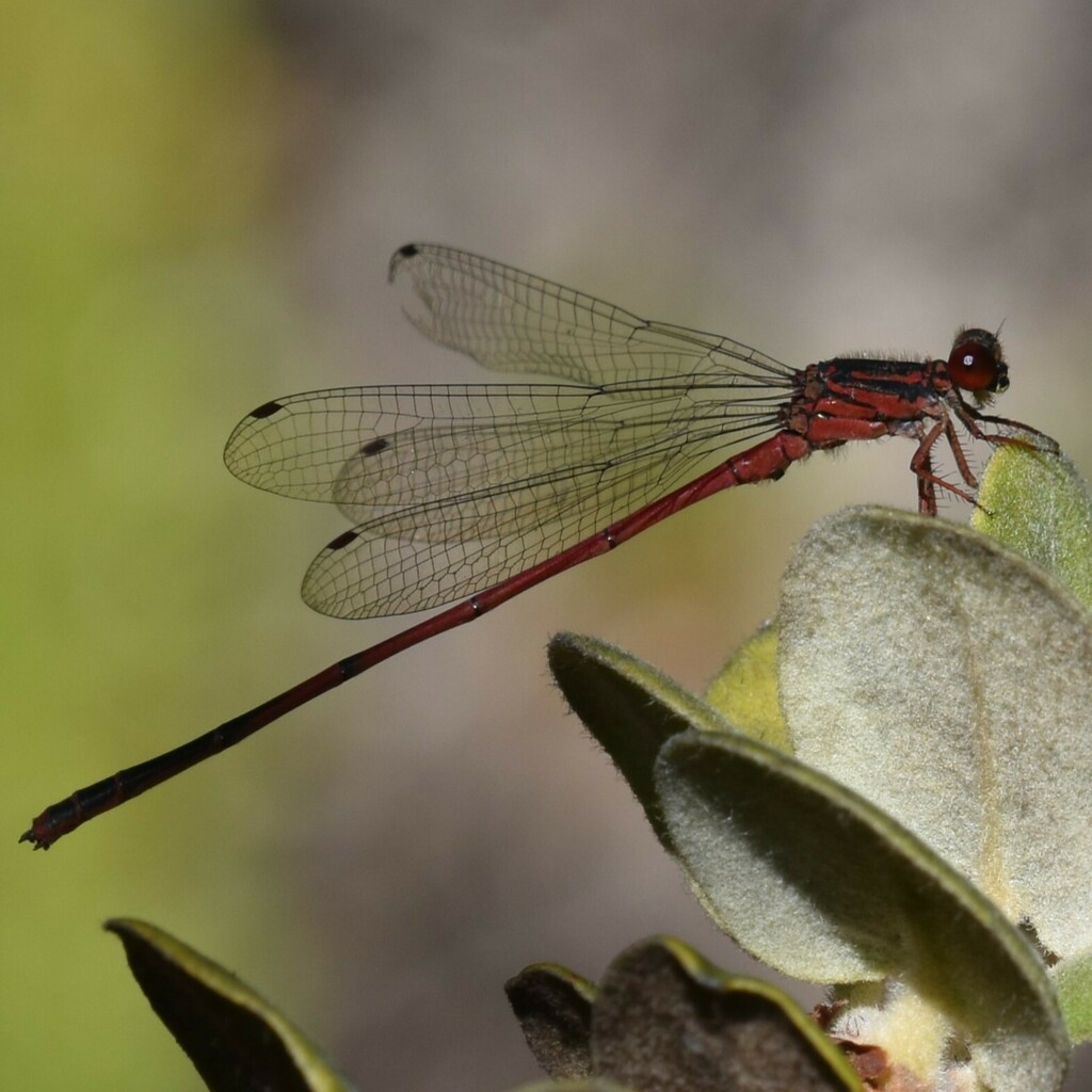 Megalagrion hawaiiense