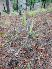 Asclepias glaucescens
