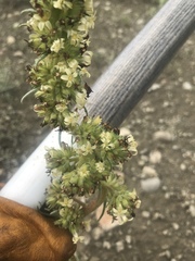 Ipomopsis spicata spicata