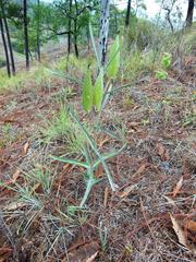 Asclepias glaucescens