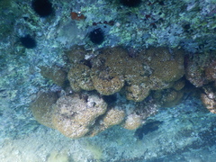 Cladocora caespitosa