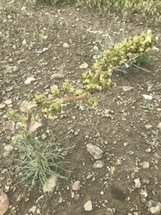 Ipomopsis spicata spicata