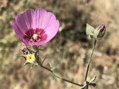 Sidalcea keckii