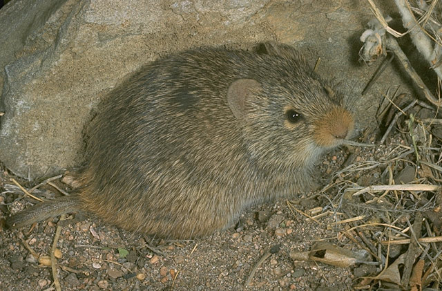 Yellow-Nosed Cotton Rat