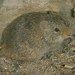 Rata-algodonera Nariz Amarilla - Photo Roger W. Barbour, sin restricciones conocidas de derechos (dominio público)