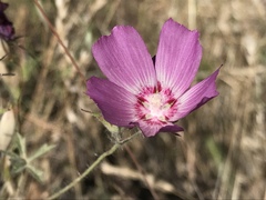 Sidalcea keckii