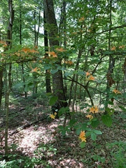 Rhododendron calendulaceum