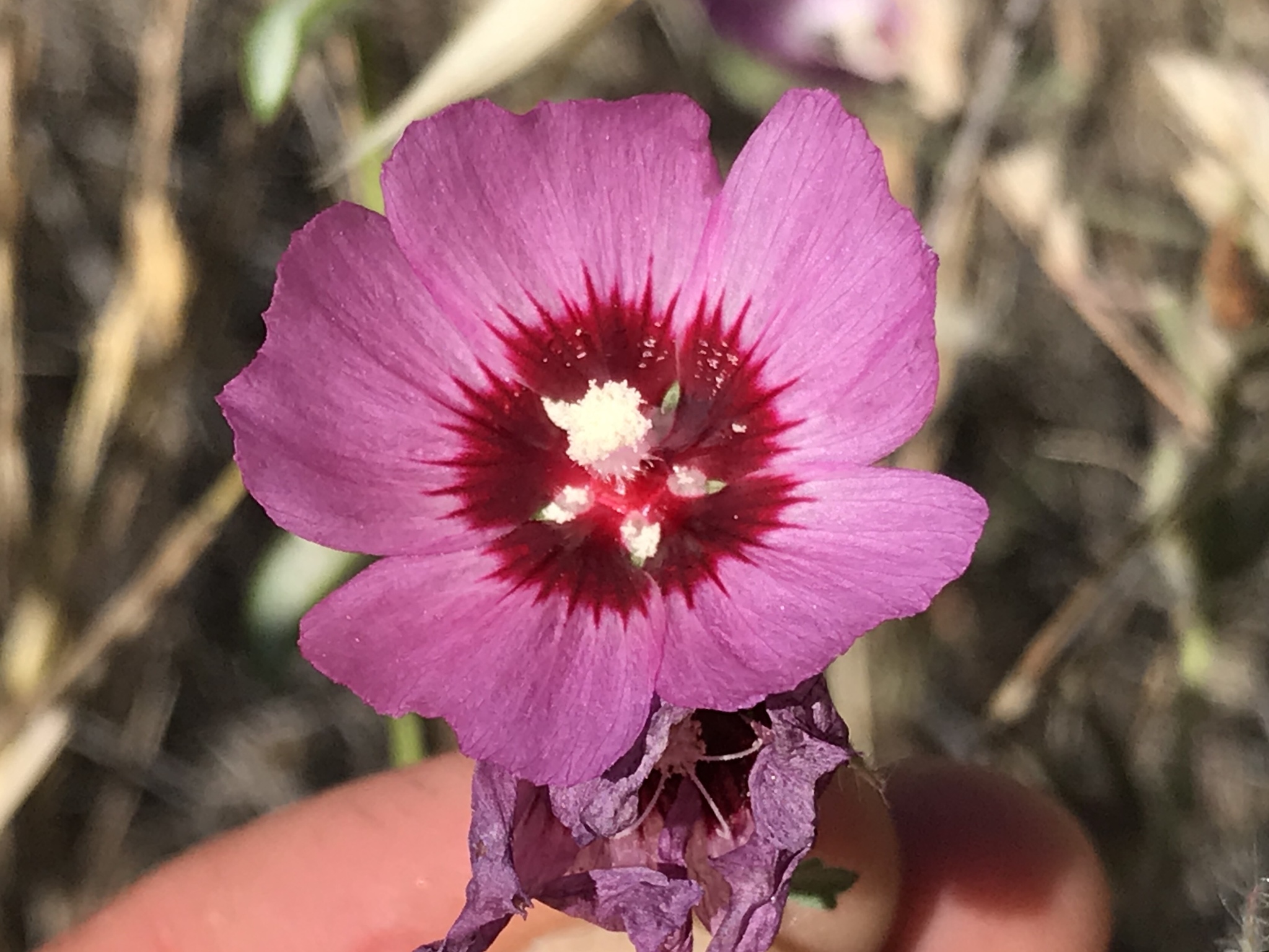 Sidalcea keckii