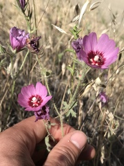 Sidalcea keckii