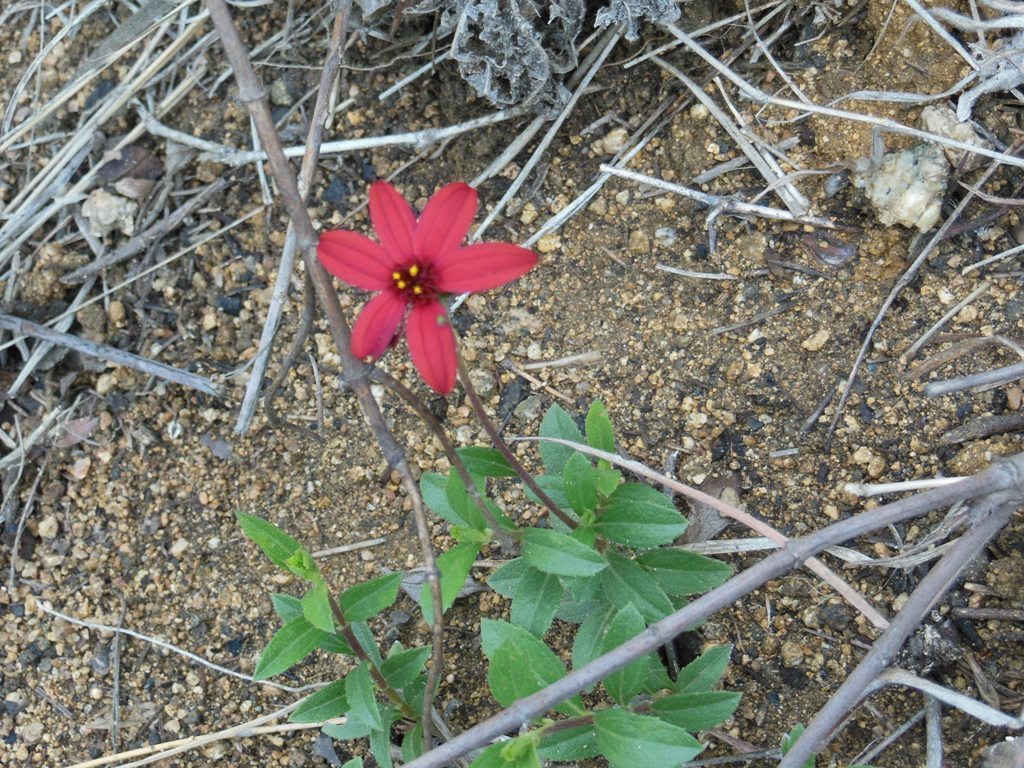Wedelia purpurea