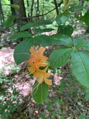 Rhododendron calendulaceum