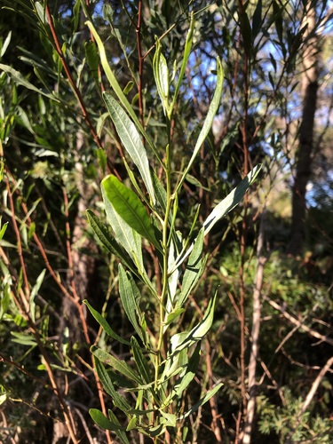 Dodonaea viscosa observed 2024-07-06