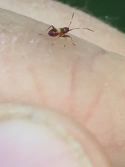Closterotomus biclavatus