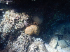 Cladocora caespitosa