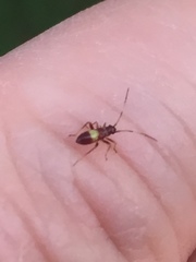 Closterotomus biclavatus