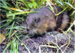 Round-Tailed Muskrat photo 3
