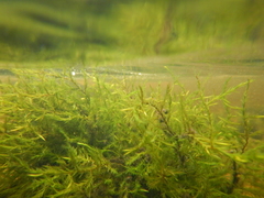 Fontinalis dalecarlica