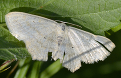 Scopula nigropunctata