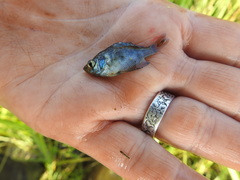 Centrarchus macropterus