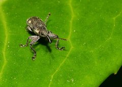 Rhinotia bimaculata