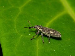 Rhinotia bimaculata