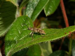 Pempsamacra dispersa