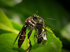 Daptolestes