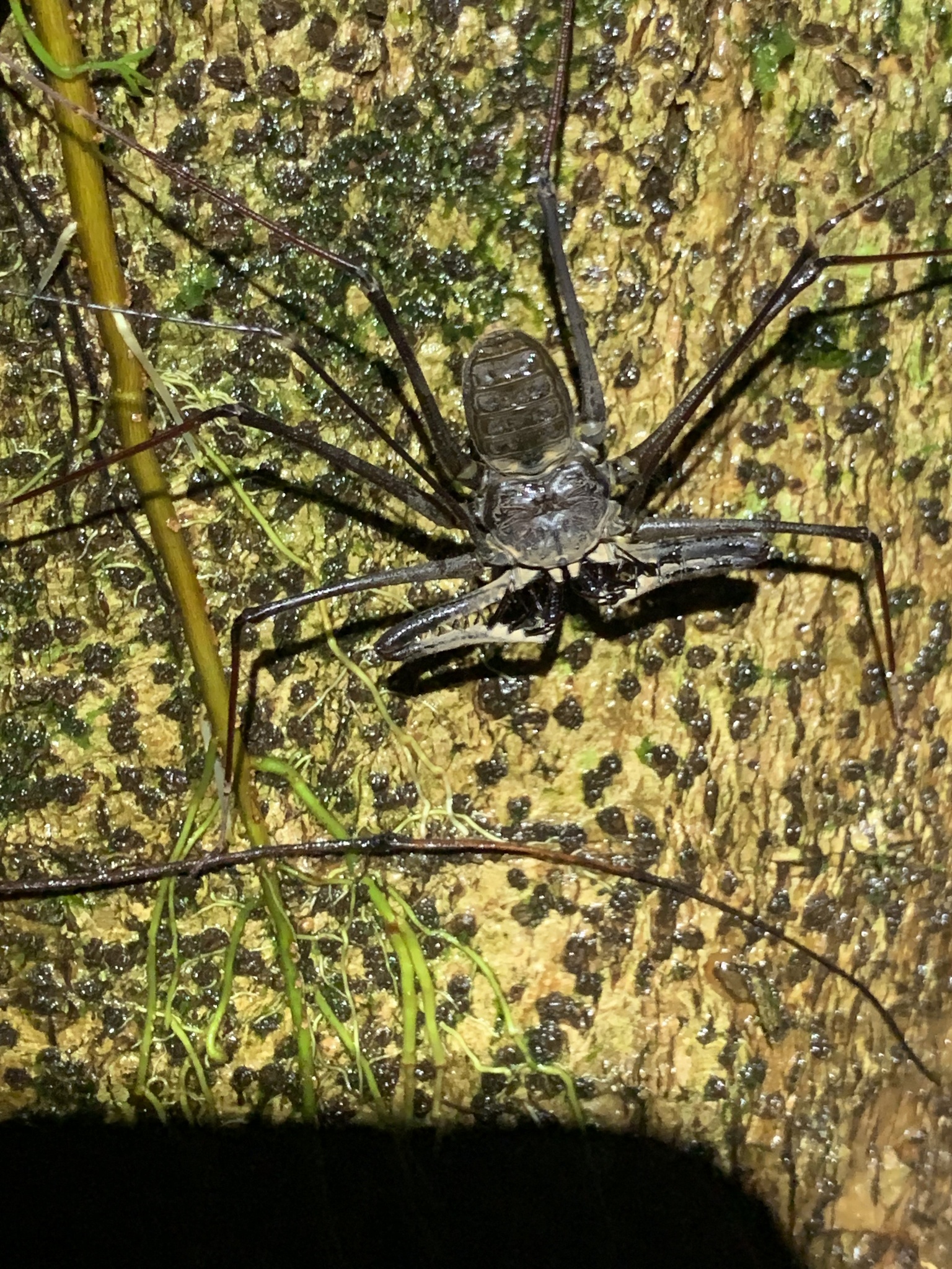 Heterophrynus batesii (Butler, 1873)