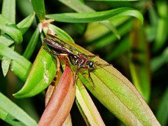 Daptolestes