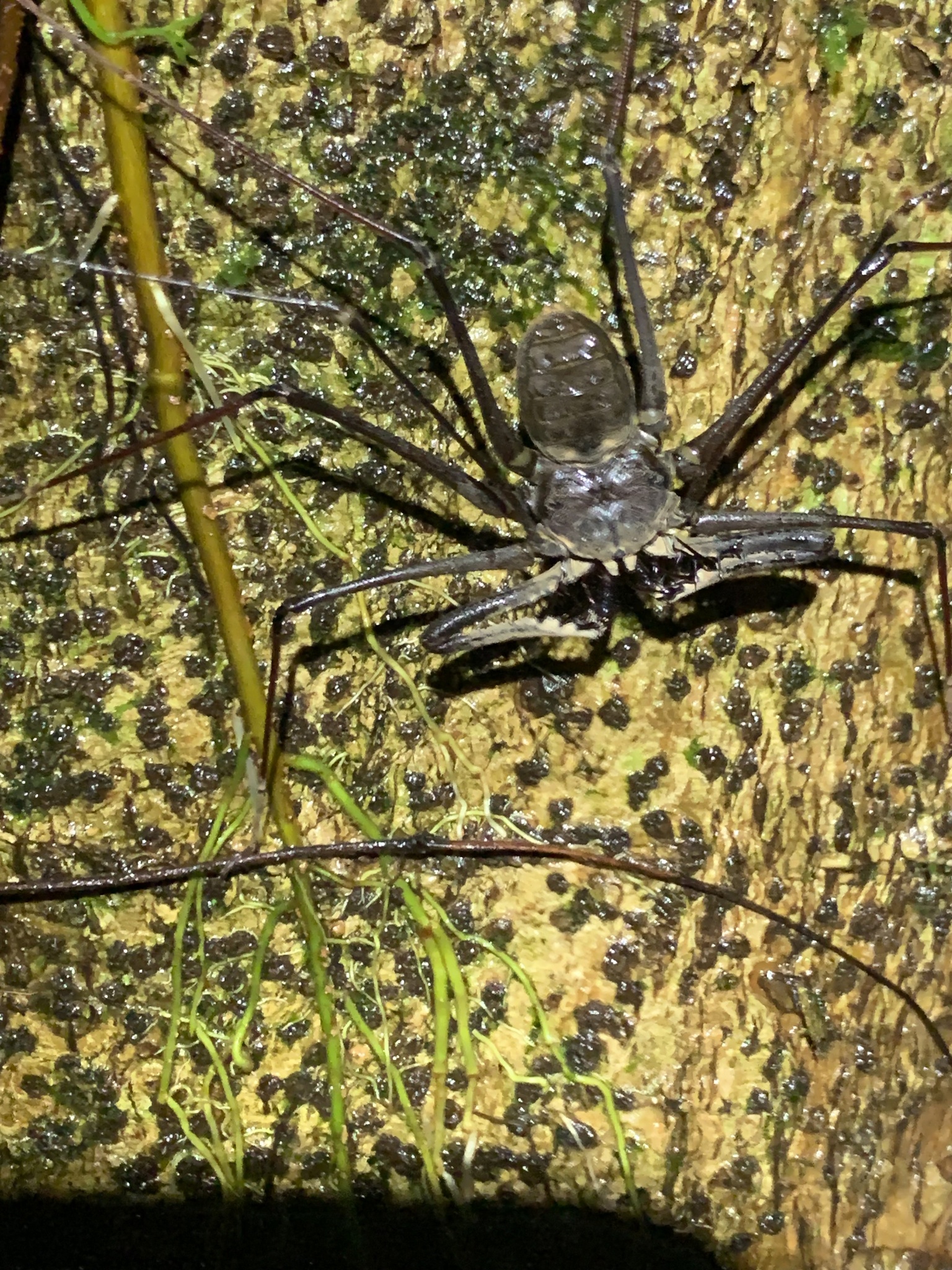 Heterophrynus batesii (Butler, 1873)
