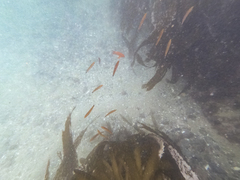 Halichoeres californicus