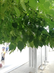 Tilia