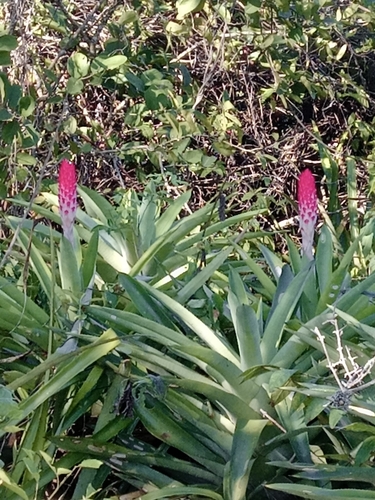 Image of Quesnelia quesneliana by no rights reserved