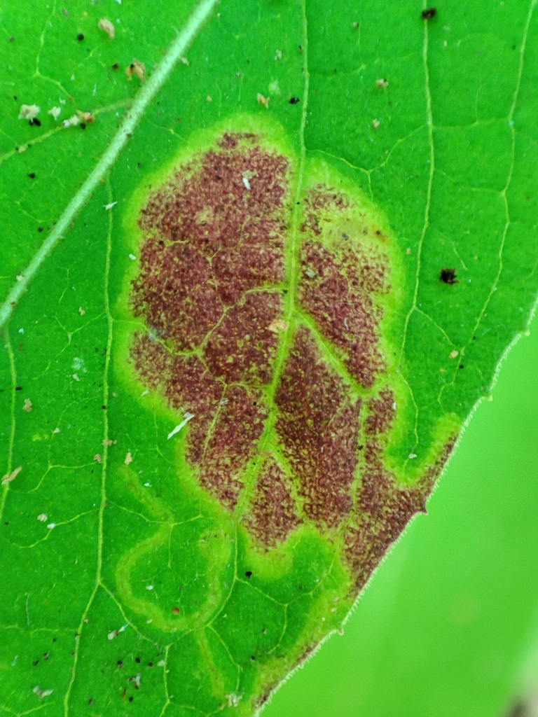 Metzneria tristella